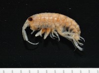 藏品(陸生端腳類)的圖片