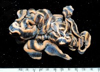 藏品(曙光無溝紐蟲)的圖片