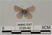 藏品(藍灰蝶沖繩亞種)的圖片