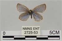 藏品(藍灰蝶沖繩亞種)的圖片