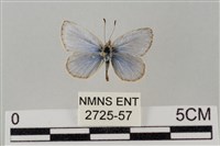 藏品(藍灰蝶沖繩亞種)的圖片