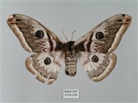 藏品(四黑目天蠶蛾)的圖片