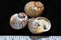 藏品(豹斑玉螺)的圖片