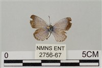 藏品(藍灰蝶沖繩亞種)的圖片