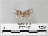 藏品(臺灣卵翅蛾)的圖片