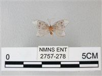 藏品(臺灣卵翅蛾)的圖片