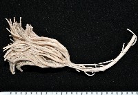 藏品(高貴莎拉海百合)的圖片