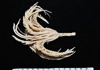 藏品(間新海百合)的圖片