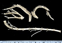 藏品(間新海百合)的圖片