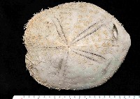 藏品(大脆心形海膽)的圖片