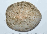 藏品(大脆心形海膽)的圖片