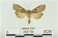 藏品(帶波紋蛾)的圖片