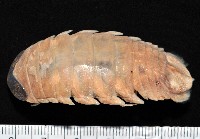 藏品(紡錘水虱之一種)的圖片