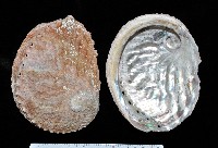 藏品(赤金鮑螺)的圖片