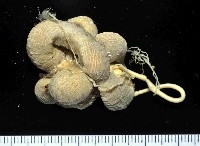 藏品(無線無溝紐蟲)的圖片