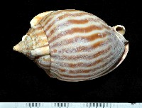 藏品(條紋鬘螺)的圖片