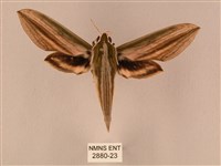 藏品(棕綠背線天蛾)的圖片