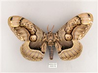 藏品(枯球籮紋蛾)的圖片