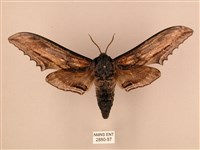 藏品(臺灣鋸翅天蛾)的圖片