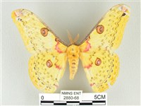藏品(黃豹天蠶蛾)的圖片