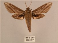 藏品(背線天蛾)的圖片