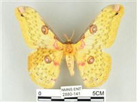 藏品(黃豹天蠶蛾)的圖片