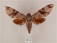 藏品(粗斜紋天蛾)的圖片