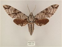 藏品(粗斜紋天蛾)的圖片