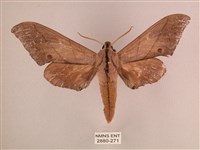 藏品(直翅六點天蛾)的圖片