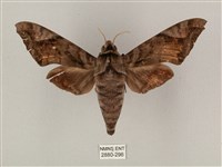 藏品(全緣缺角天蛾)的圖片