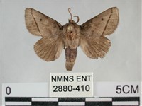 藏品(扁刺蛾)的圖片