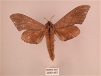 藏品(直翅六點天蛾)的圖片