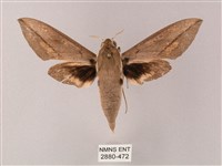 藏品(藏斜紋天蛾)的圖片