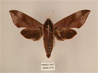 藏品(背中白天蛾)的圖片