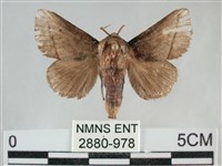 藏品(扁刺蛾)的圖片