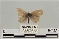 藏品(藍灰蝶沖繩亞種)的圖片