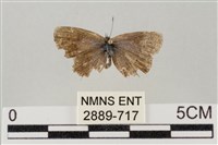 藏品(藍灰蝶沖繩亞種)的圖片