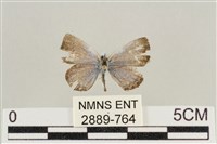 藏品(藍灰蝶沖繩亞種)的圖片