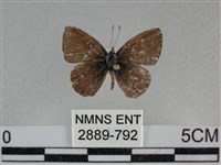 藏品(波灰蝶)的圖片