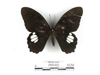 藏品(無尾白紋鳳蝶)的圖片