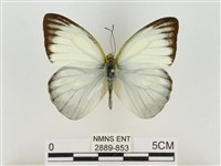 藏品(淡褐脈粉蝶)的圖片