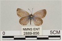 藏品(藍灰蝶沖繩亞種)的圖片