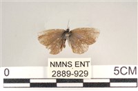 藏品(藍灰蝶沖繩亞種)的圖片