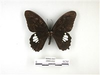 藏品(無尾白紋鳳蝶)的圖片