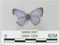 藏品(靛色琉灰蝶)的圖片