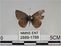 藏品(波灰蝶)的圖片