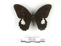 藏品(無尾白紋鳳蝶)的圖片