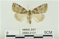 藏品(臺灣銀斑異波紋蛾)的圖片
