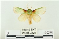 藏品(基褐綠刺蛾)的圖片