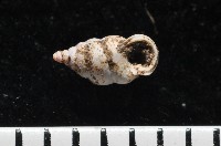 藏品(趙氏芝麻蝸)的圖片